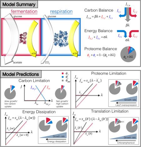 Box 1: Resource allocation model for energy biogenesis Top left, Efficiencies of energy production