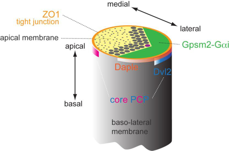 Figure 5.