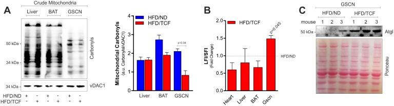 Fig 6