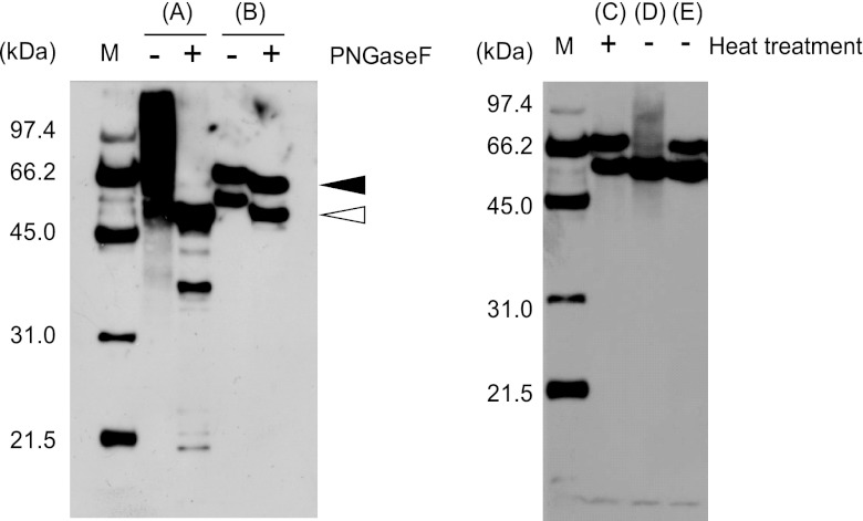 FIG 1