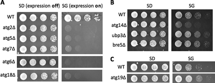 FIGURE 6.