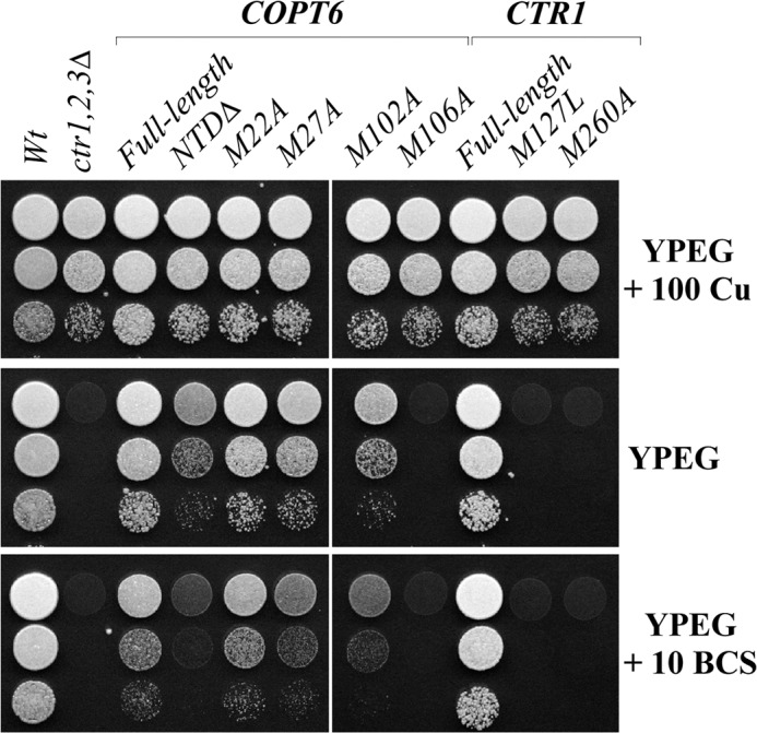 FIGURE 4.