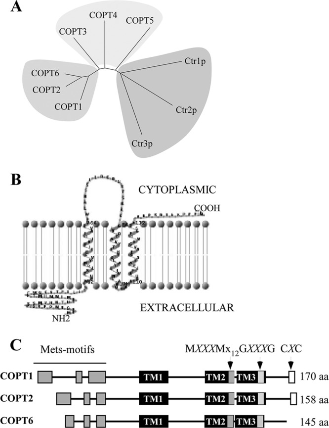 FIGURE 1.