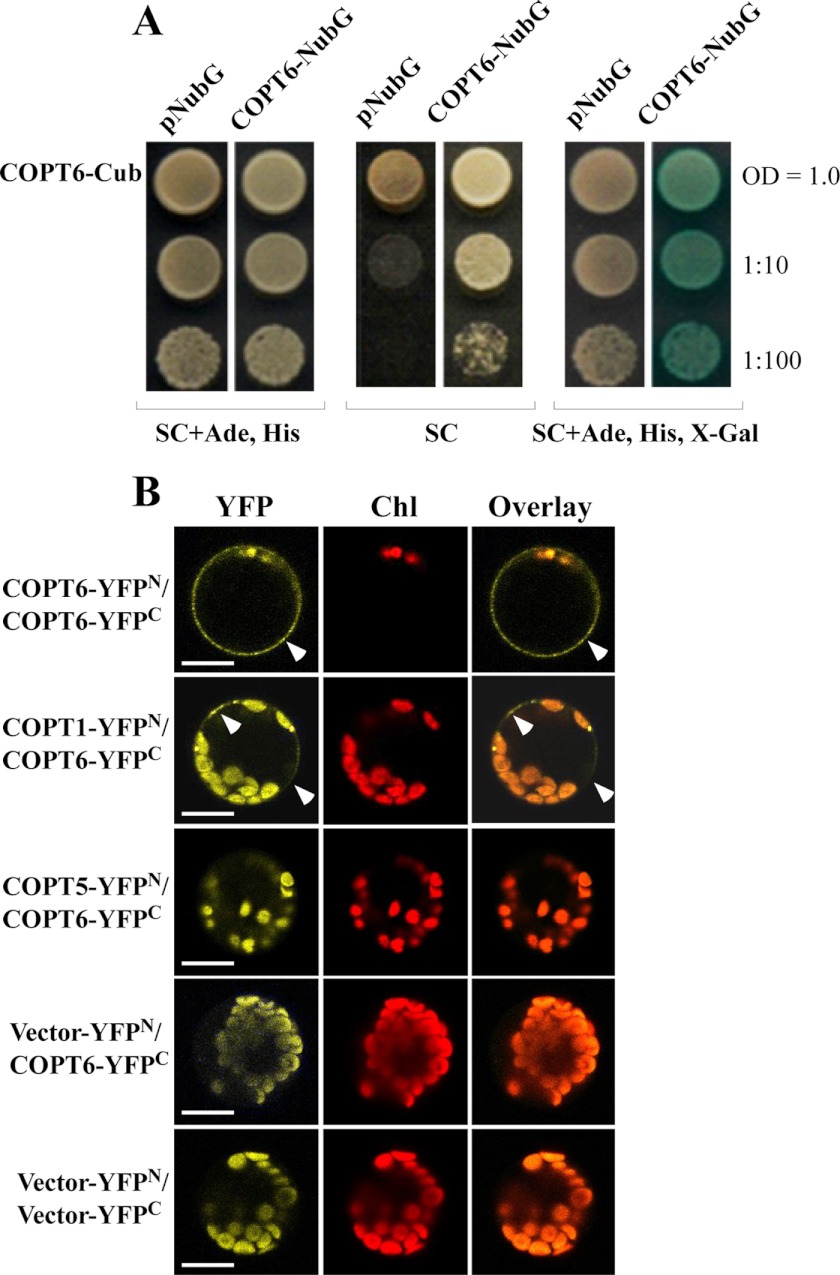 FIGURE 10.