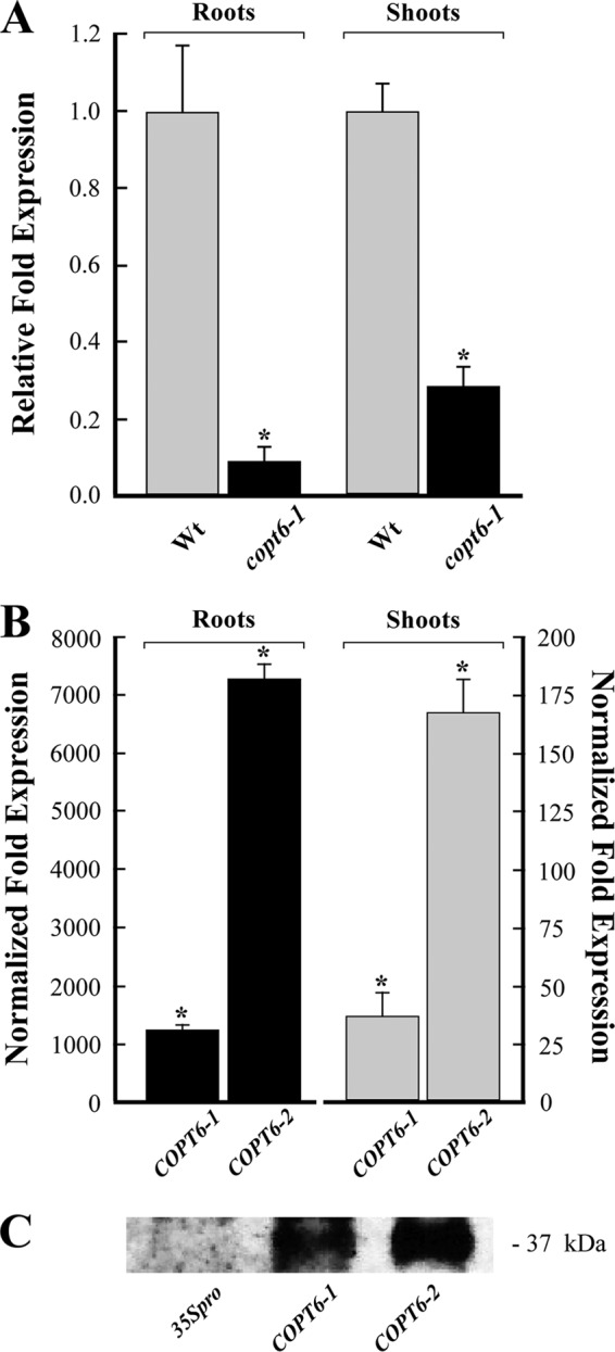 FIGURE 6.