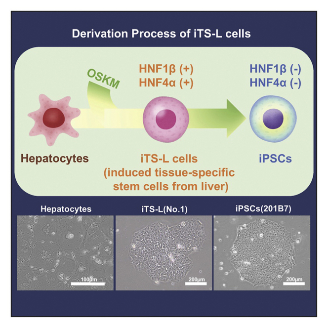 Induced hepatic stem cells are suitable for human hepatocyte production ...