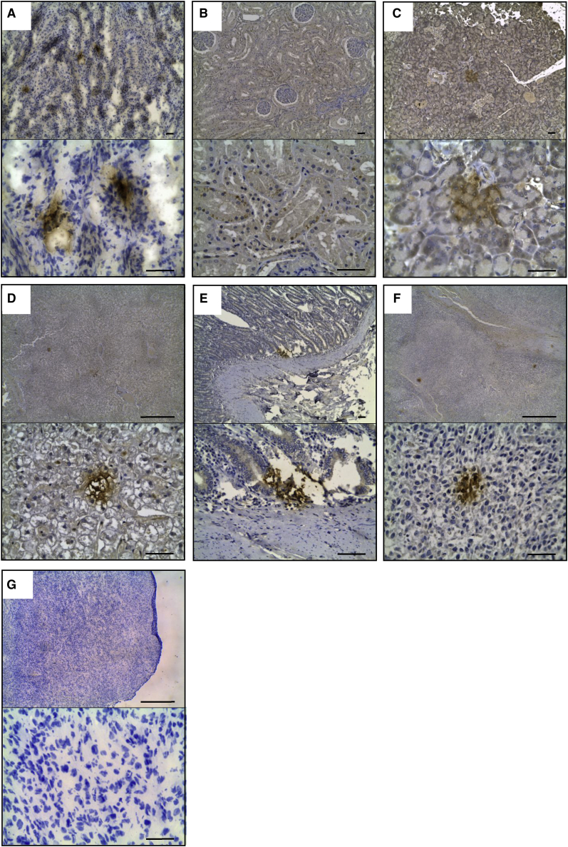 Figure 4