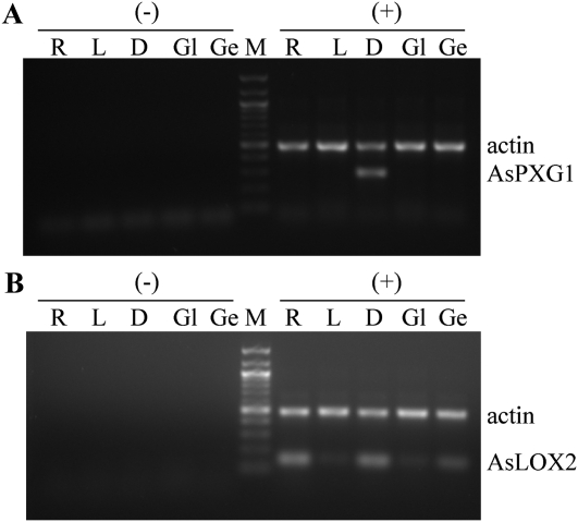 Figure 7.