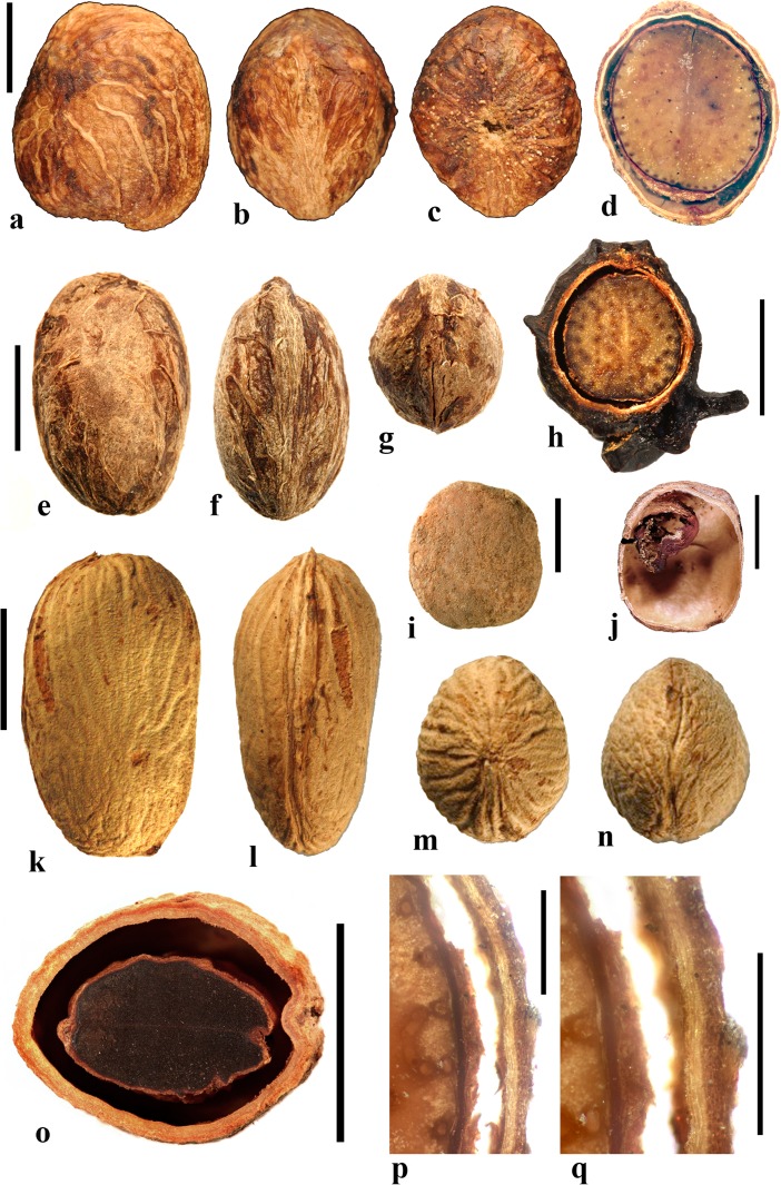 Fig. 29