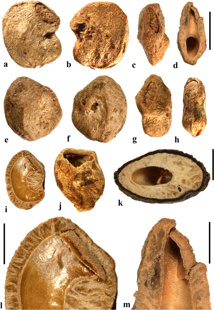 Fig. 16
