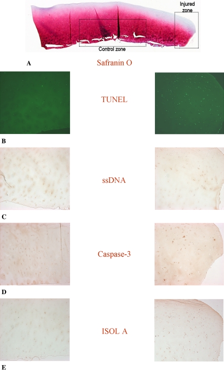 Fig. 1A–E