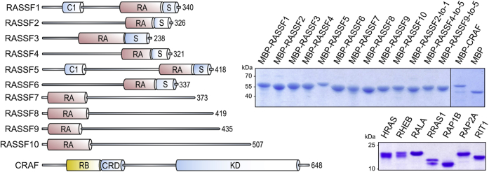 Figure 1