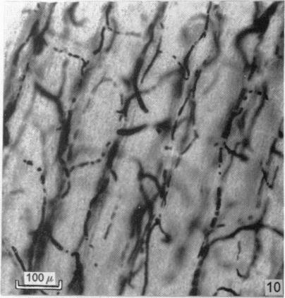 Fig. 10