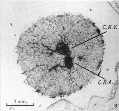 Fig. 9