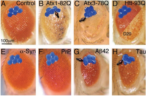 Fig. (2)