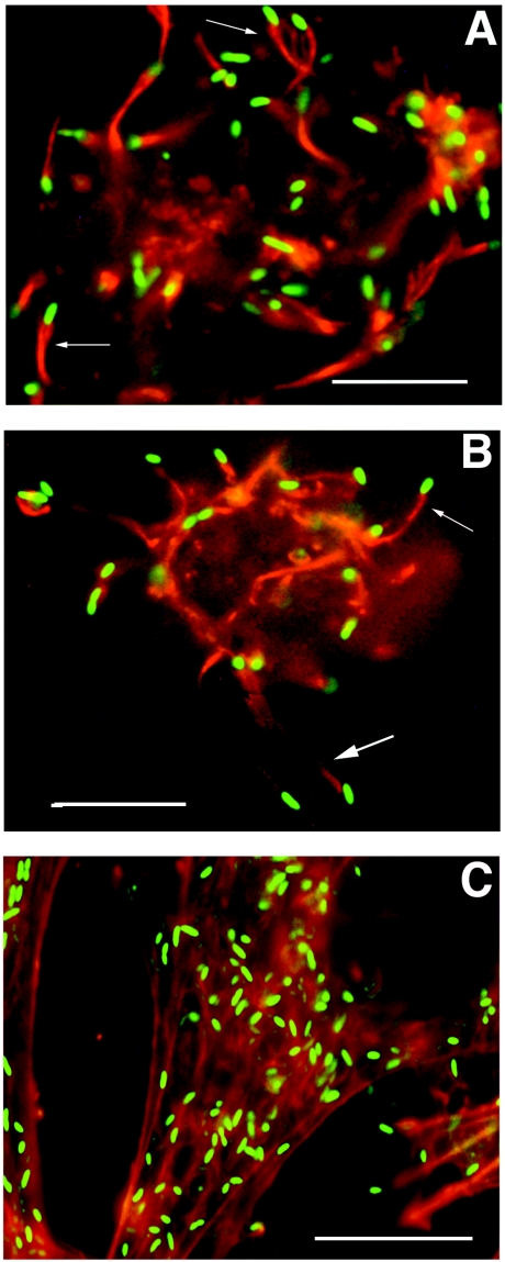 FIG. 6.