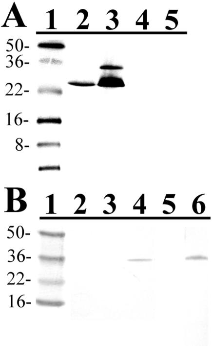 FIG. 5.