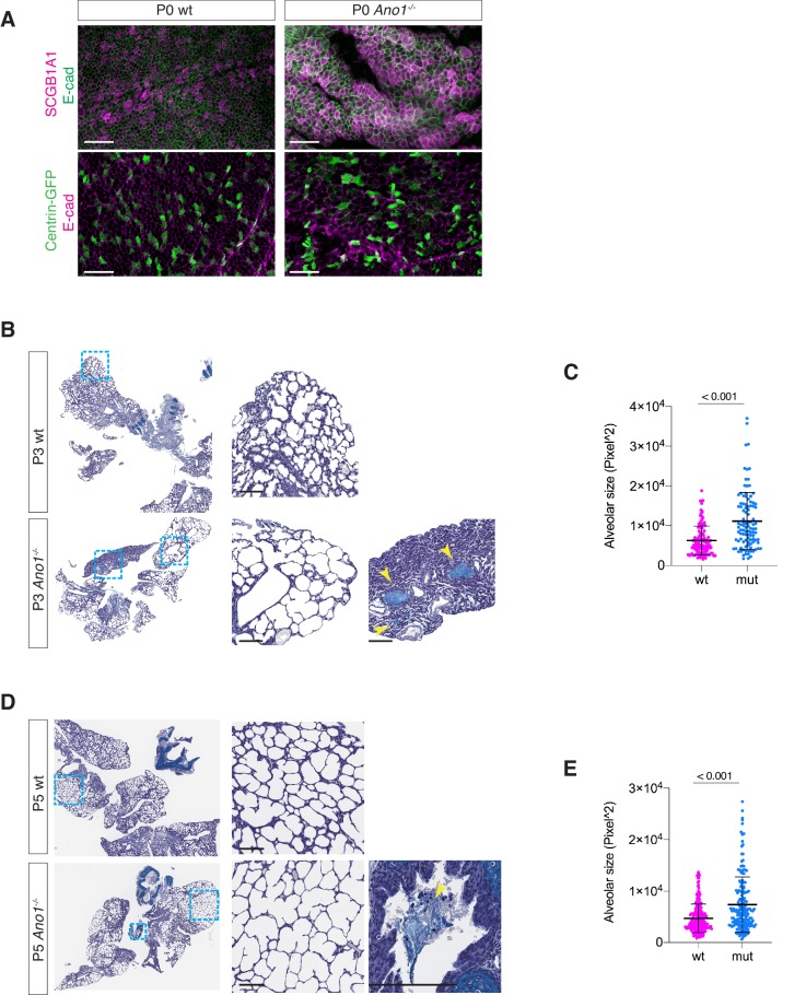 Figure 1—figure supplement 1.