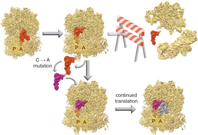 Graphical Abstract