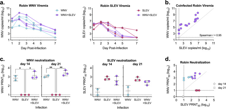 Graphs depict WNV and SLEV viremia over time in robins, comparing coinfection and single infections. Neutralization assays for WNV and SLEV at days 14 and 21, along with correlation between WNV and SLEV viremia during coinfection.