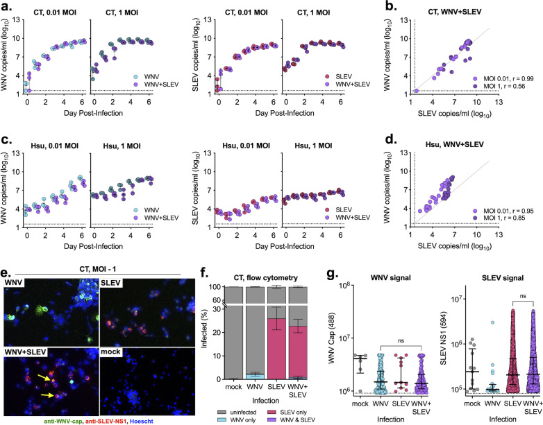 Graphs depict WNV and SLEV replication dynamics in CT and Hsu cells across different MOIs. Fluorescence microscopy, flow cytometry, and signal quantification further demonstrate infection levels and interactions.