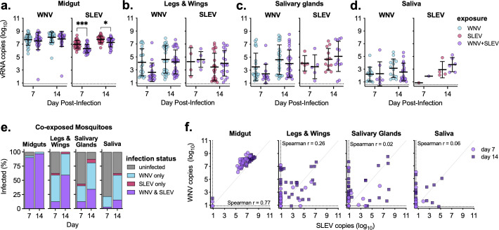 Graphs depict vRNA levels of WNV and SLEV in mosquito midguts, legs and wings, salivary glands, and saliva over time. Infection percentages and vRNA correlations across different tissues are presented.