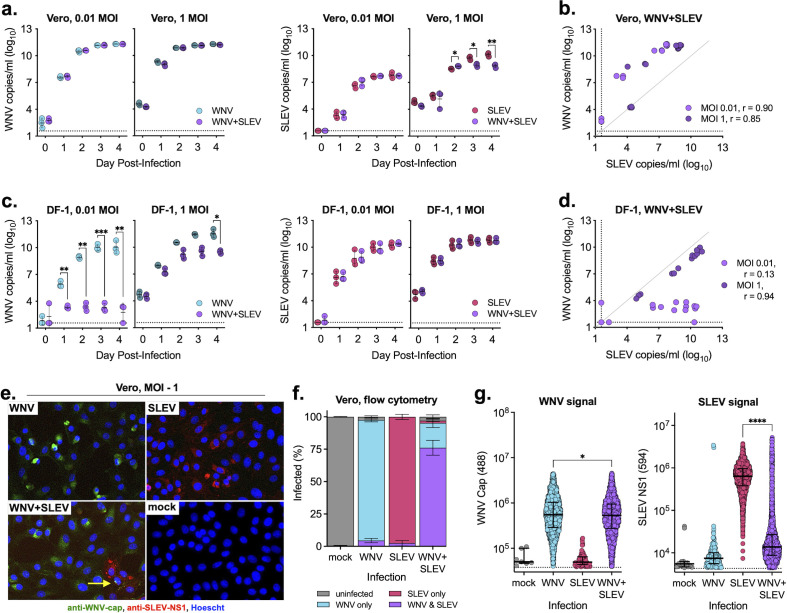 Graphs compare viral growth of WNV and SLEV in Vero and DF-1 cells across different MOIs and days post-infection. Immunofluorescence depicts WNV and SLEV coinfection, and flow cytometry indicates infection percentages.