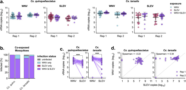 Graphs compare WNV and SLEV vRNA copies in different mosquito species during coinfection. Infection rates and vRNA dynamics indicate species-specific responses. Correlation analyses between WNV and SLEV vRNA levels are presented.