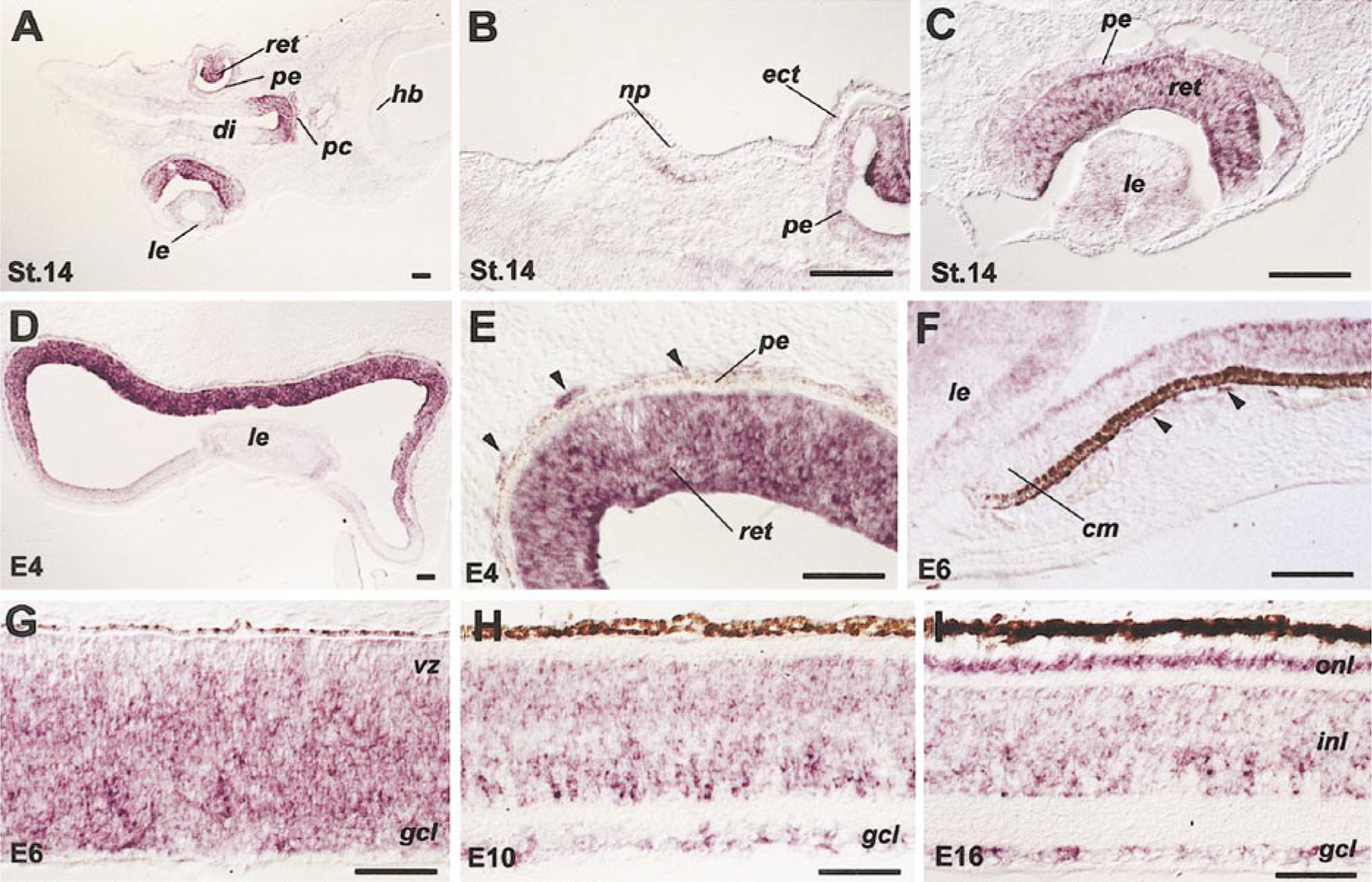 FIG. 1.