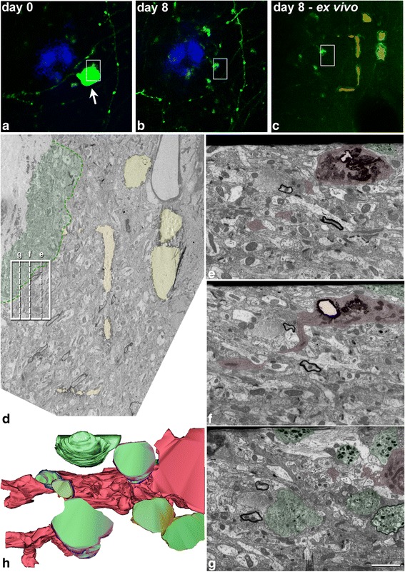 Fig. 6