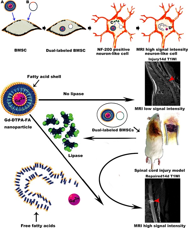 Cover Figure 1