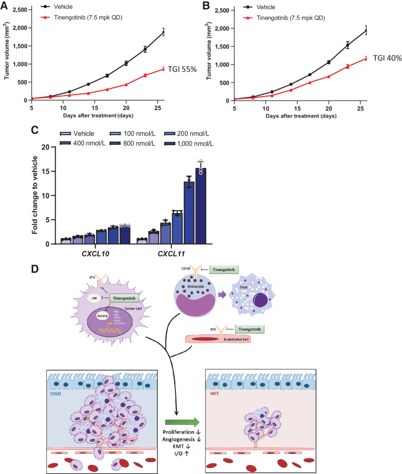 Figure 4. Tinengotinib possesses robust immuno-oncology activity. A and B, Tinengotinib possesses robust immuno-oncology activity. Murine TNBC cell line 4T1 cells were inoculated in immunocompetent Balb/C mice (A) and immunodeficient NU/NU nude mice (B) and orally treated with tinengotinib as indicated once daily. Tumor volume of each treatment was shown in the figures (mean ± SEM, n = 6 or 12). C, Gene expression regulation of tinengotinib on tumor immunology phenotyping genes by RT-qPCR in murine TNBC cell line 4T1 with 24-hour treatment (n = 3). Gene expression level is normalized to vehicle (1‰ DMSO) group. D, Schematic illustration of the possible molecular mechanism of tinengotinib in TNBC.