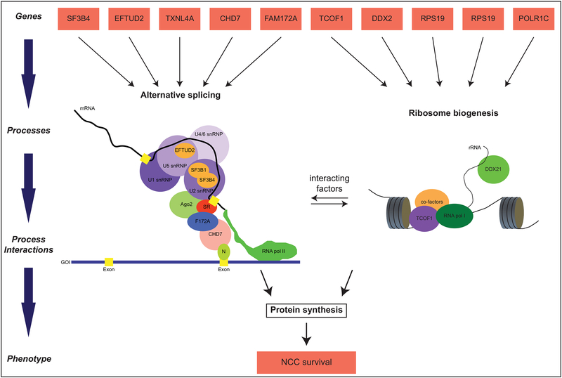 Figure 1: