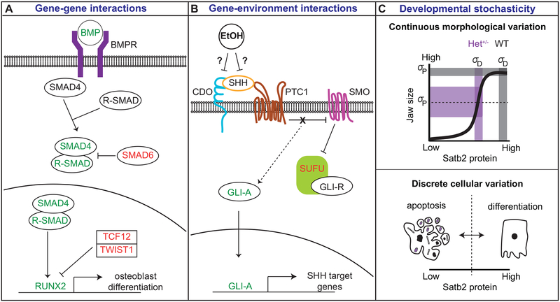 Figure 2: