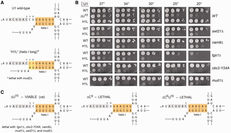 Figure 4.