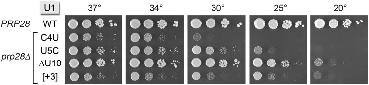 Figure 7.