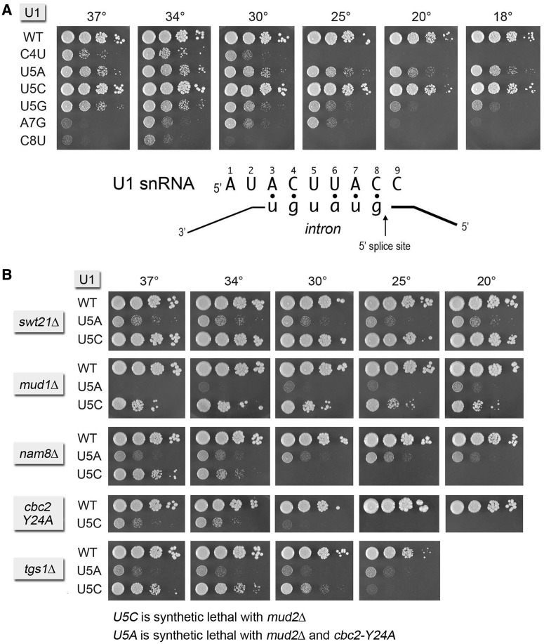 Figure 5.