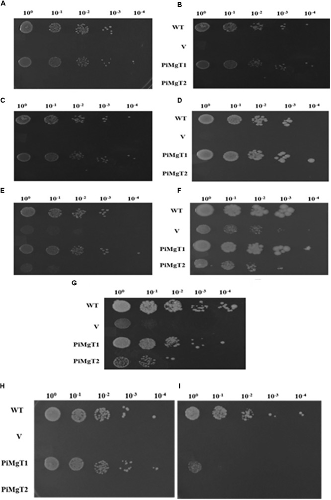 FIGURE 6