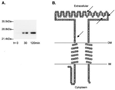 FIG. 3.