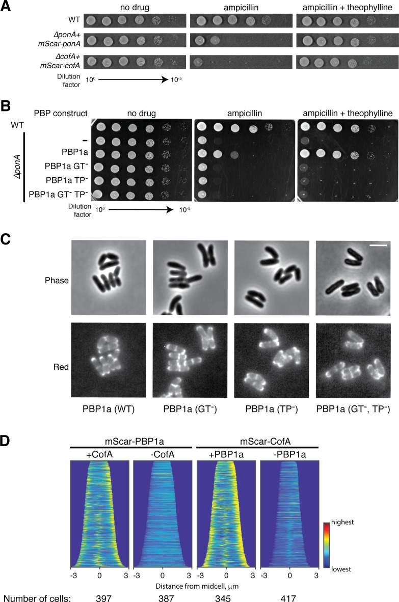 Figure 3—figure supplement 1.