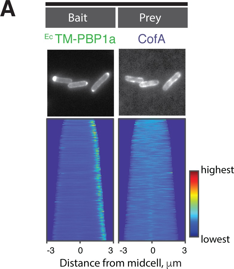 Figure 5—figure supplement 1.