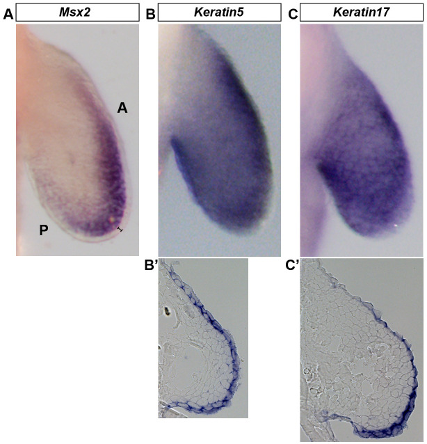 Figure 2—figure supplement 1.