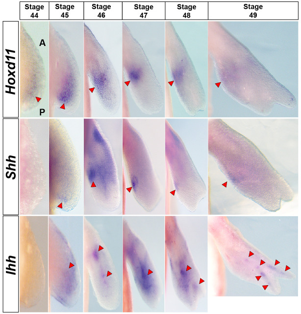 Figure 2—figure supplement 2.