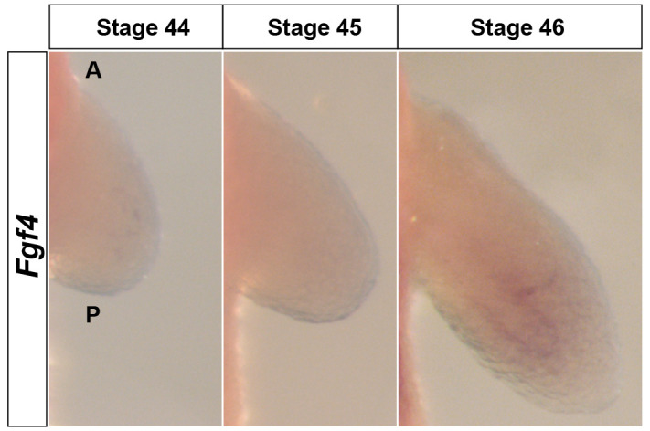 Figure 3—figure supplement 1.