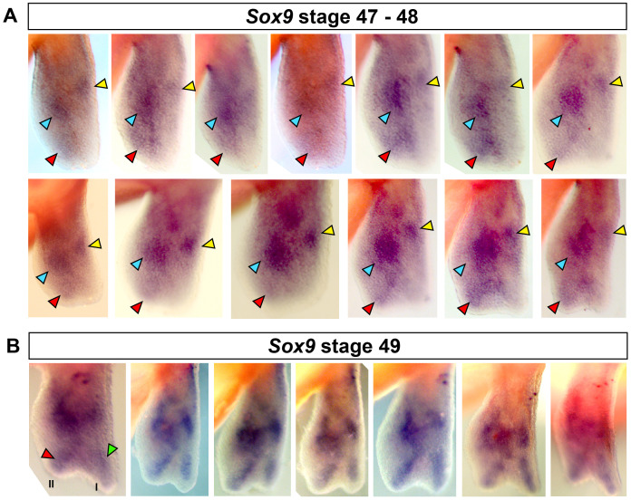 Figure 1—figure supplement 2.