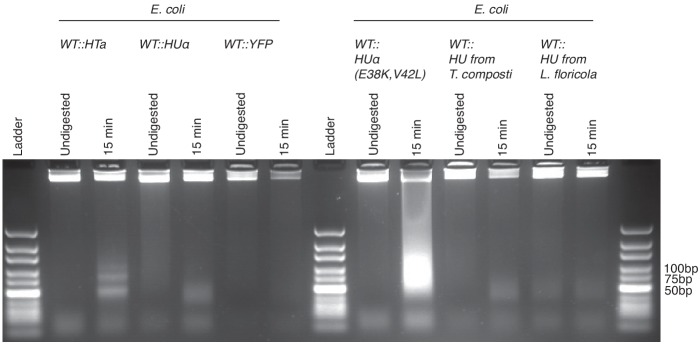 Figure 3—figure supplement 1.