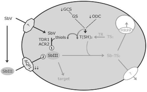 FIG. 3.