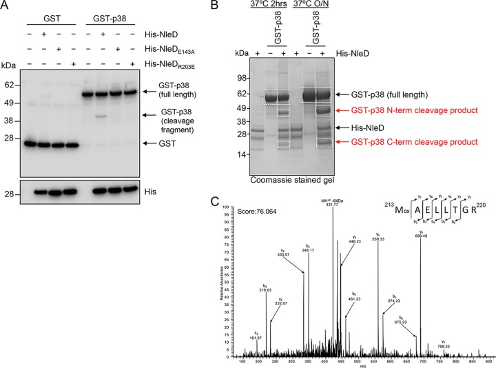 FIG 6