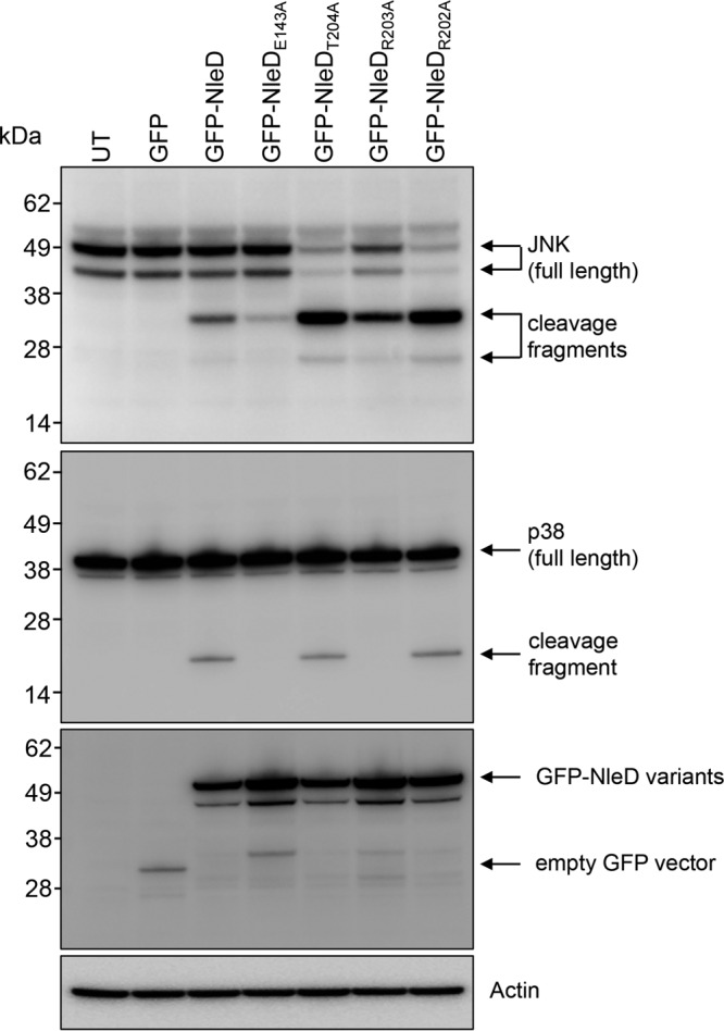 FIG 3