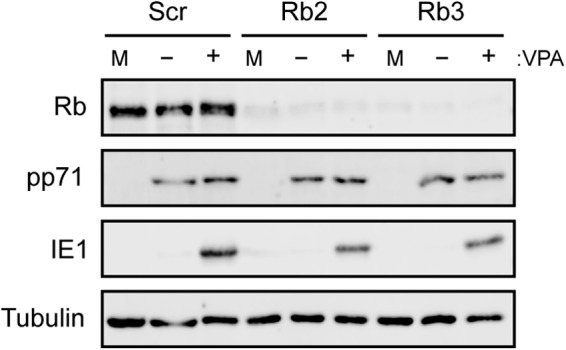 FIG 6